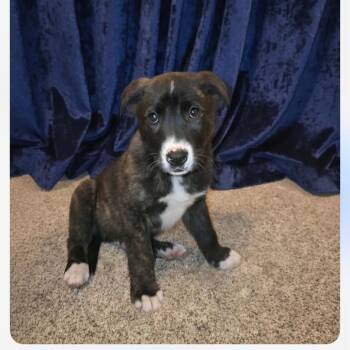 Border Collie and Pit Bull Terrier Dogs Available for Adoption - Gregory | PetCurious