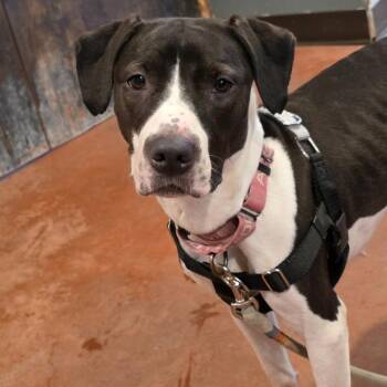 Monchi -  Mixed Breed Dog for Adoption in Glenfield, New York - Monchi | PetCurious