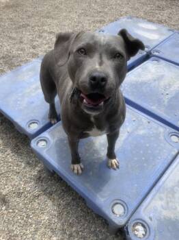 Rescue Pit Bull Terrier Dogs for Adoption in Pasadena, California - SANDY | PetCurious