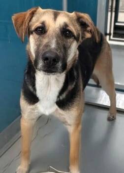 German Shepherd Dog Dogs Available for Adoption - JACKSON 470430 | PetCurious