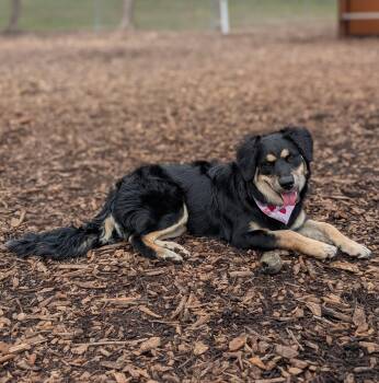 Shepherd and Golden Retriever Dogs Available for Adoption in League City, Texas - Rune | PetCurious