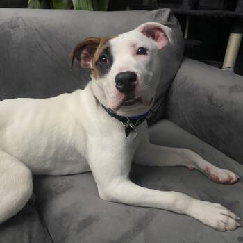Pit Bull Terrier and Mixed Breed Dogs Available for Adoption - Cassie | PetCurious