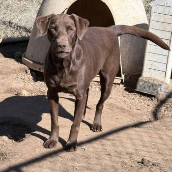 Labrador Retriever Dogs Available for Adoption - Maggie CP | PetCurious