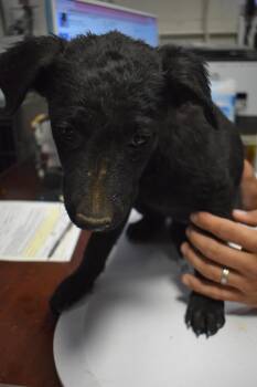 Labrador Retriever and Mixed Breed Dogs Available for Adoption in Pahrump, Nevada - Onyx P2 | PetCurious