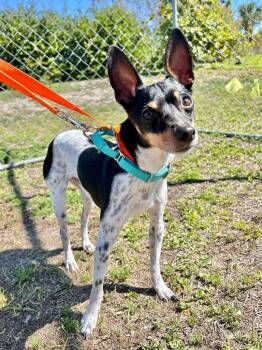 Rat Terrier and Miniature Pinscher Dogs Available for Adoption in Cape Coral, Florida - Sir Wiggles | PetCurious