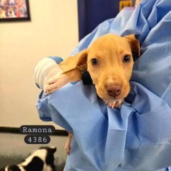 Ramona -  Vizsla and Mixed Breed Dog for Adoption in Bowling Green, Kentucky - Ramona | PetCurious
