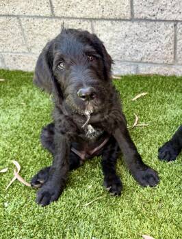 Athos -  Labradoodle Dog for Adoption in Cypress, California - Athos | PetCurious
