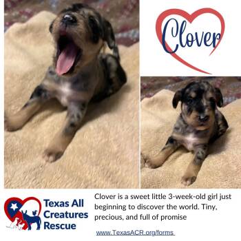 Clover -  Terrier Dog for Adoption in Alvarado, Texas - Clover | PetCurious