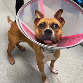 Nova -  Terrier and Pit Bull Terrier Dog for Adoption in New Castle, Delaware - Nova | PetCurious
