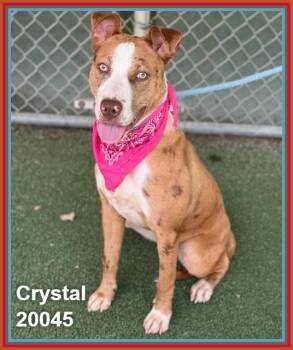 CRYSTAL -  Shepherd and Pit Bull Terrier Dog for Adoption in Marietta, Georgia - CRYSTAL | PetCurious
