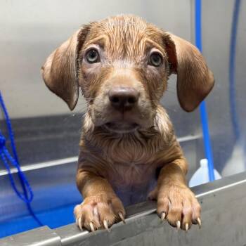 KCAC _3 -  Shepherd and Mixed Breed Dog for Adoption in Kerrville, Texas - KCAC _3 | PetCurious