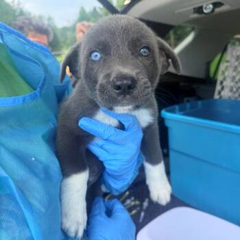 Atlas -  Mixed Breed Dog for Adoption in Corinth, Mississippi - Atlas | PetCurious