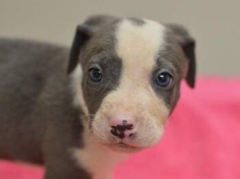 Willitz -  Pit Bull Terrier and Mixed Breed Dog for Adoption in Portland, Oregon - Willitz | PetCurious