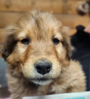 Great Pyrenees and Mixed Breed Dogs Available for Adoption - Polo | PetCurious