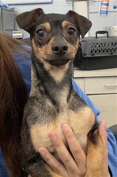 Dachshund and Mixed Breed Dogs Available for Adoption - BRICK | PetCurious
