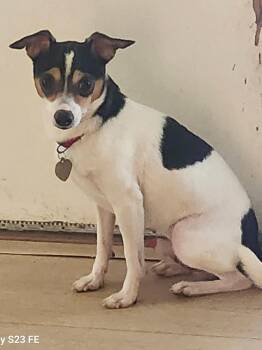 Damon -  Terrier and Chihuahua Dog for Adoption in Elk Grove, California - Damon | PetCurious