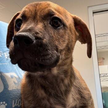 Albany 22911 -  Chihuahua and Mixed Breed Dog for Adoption in Cumming, Georgia - Albany 22911 | PetCurious
