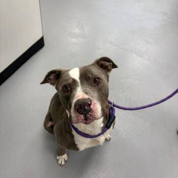 Moose --Courtesy Post. Out of town pet. See below for details-- -  Pit Bull Terrier Dog for Adoption in Eagle, Idaho - Moose --Courtesy Post. Out Of Town Pet. See Below For Details-- | PetCurious