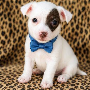 Goose -  Chihuahua Dog for Adoption in Crosby, Texas - Goose | PetCurious