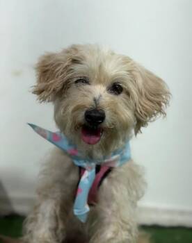 Alexandra-One of our Amazing Rescue Dogs -  Havanese and Schnoodle Dog for Adoption in Carlsbad, California - Alexandra-One Of Our Amazing Rescue Dogs | PetCurious