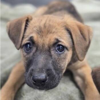 Bagel -  Mixed Breed Dog Available for Adoption - Bagel | PetCurious