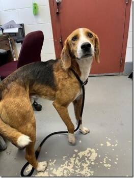 Abe Beautiful Houndy Boy. Gentle Soul -  American Foxhound Dog for Adoption in Charlottesville, Virginia - Abe Beautiful Houndy Boy. Gentle Soul | PetCurious