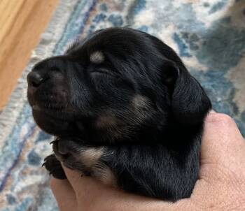 Male longhair black & cream -  Miniature Dachshund Dog for Sale in Bethany, Connecticut - Male Longhair Black & Cream | PetCurious