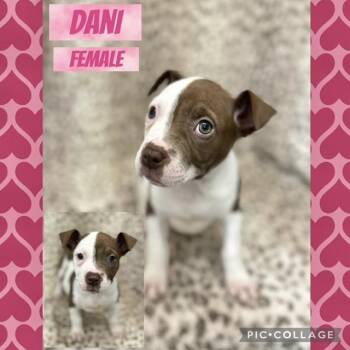 American Bully Dogs Available for Adoption - Dani | PetCurious