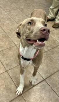 Ladybug -  Hound and Mixed Breed Dog for Adoption in Gainesville, Florida - Ladybug | PetCurious