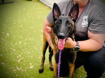 Belgian Shepherd Malinois Dogs Available for Adoption in Orlando, Florida - DEACON | PetCurious
