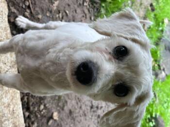 Rescue Miniature Poodle Dogs for Adoption in ROUGH READY, California - Freddy | PetCurious