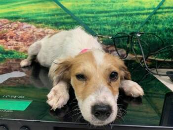 A553357 -  Terrier and Mixed Breed Dog for Adoption in Moreno Valley, California - A553357 | PetCurious
