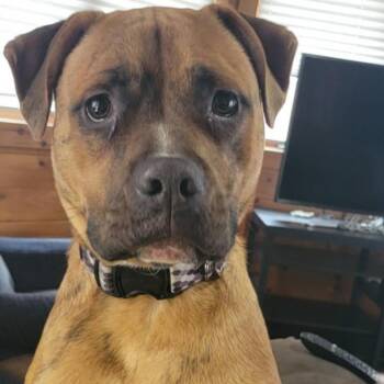 Benny -  Boxer and Pit Bull Terrier Dog for Adoption in Alma, Wisconsin - Benny | PetCurious