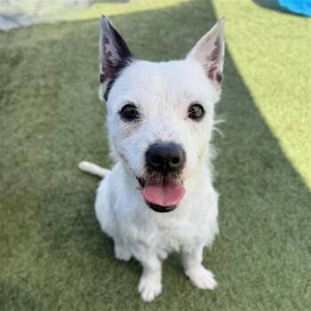 Terrier Dogs Available for Adoption - Torrance | PetCurious