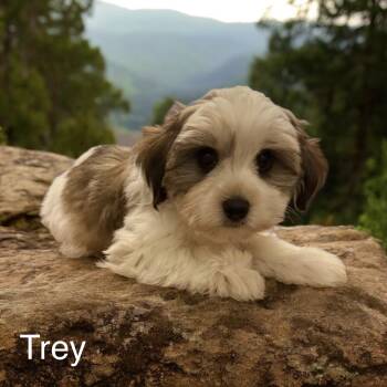 Trey -  Morkie Dog for Sale in Louise, Texas - Trey | PetCurious