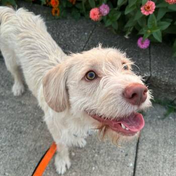 Yoshi -  Mixed Breed Dog for Adoption in Skokie, Illinois - Yoshi | PetCurious