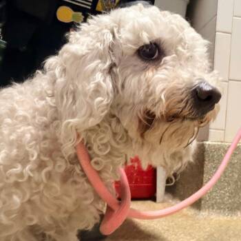 Mammacita -  Poodle Dog for Adoption in San Gabriel, California - Mammacita | PetCurious