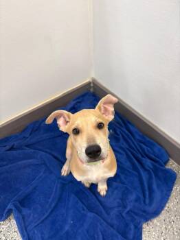 Papercut in NH. Come Meet our Adoptable Dogs Wednesday-Saturday. -  Labrador Retriever Dog for Adoption in Manchester, New Hampshire - Papercut In NH. Come Meet Our Adoptable Dogs Wednesday-Saturday. | PetCurious