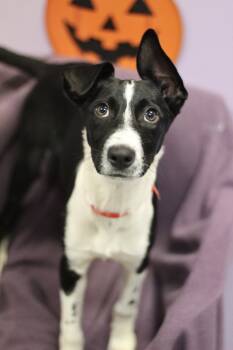 Rosie Love in NH. Come Meet our Adoptable Dogs Wednesday-Saturda -  Australian Shepherd Dog for Adoption in Manchester, New Hampshire - Rosie Love In NH. Come Meet Our Adoptable Dogs Wednesday-Saturda | PetCurious