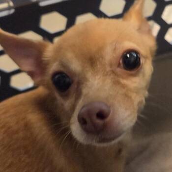 Dumpling -  Mixed Breed Dog for Adoption in Leander, Texas - Dumpling | PetCurious