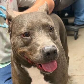 Abu -  Pit Bull Terrier Dog for Adoption in Yuma, Arizona - Abu | PetCurious