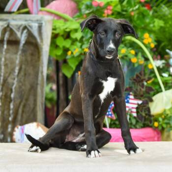 Paisley -  Labrador Retriever Dog for Adoption in Wake Forest, North Carolina - Paisley | PetCurious