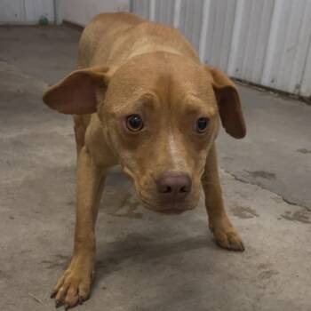 Mixed Breed Dogs Available for Adoption in Corbin, Kentucky - Ranger | PetCurious