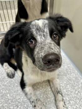 Lone Ranger -  Mixed Breed Dog for Adoption in Wichita, Kansas - Lone Ranger | PetCurious