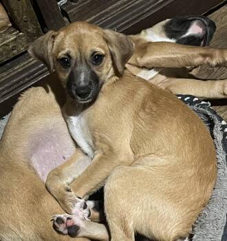 Chihuahua Dogs Available for Adoption - Sylvia | PetCurious