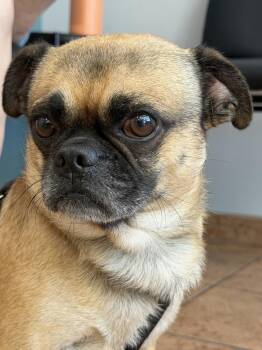 Kobe -  Pug Dog for Adoption in Carrollton, Virginia - Kobe | PetCurious