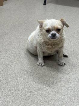 CARL -  Chihuahua and Mixed Breed Dog for Adoption in Grand Prairie, Texas - CARL | PetCurious