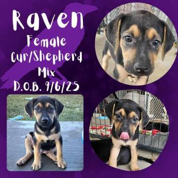 Rescue German Shepherd Dog and Black Mouth Cur Dogs for Adoption in Caldwell, Texas - Raven | PetCurious