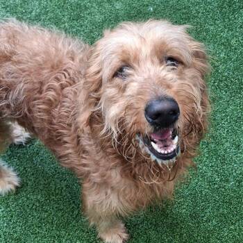 Russell -  Mixed Breed Dog for Adoption in Fairport, New York - Russell | PetCurious