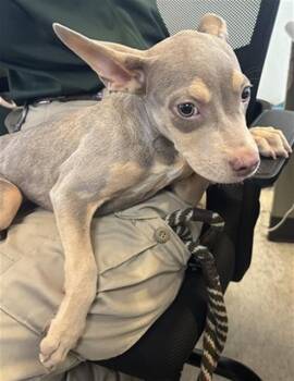 Pit Bull Terrier Dogs Available for Adoption in Plano, Texas - Olive A217085 | PetCurious